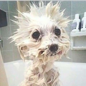 Meet your Posher, Todd